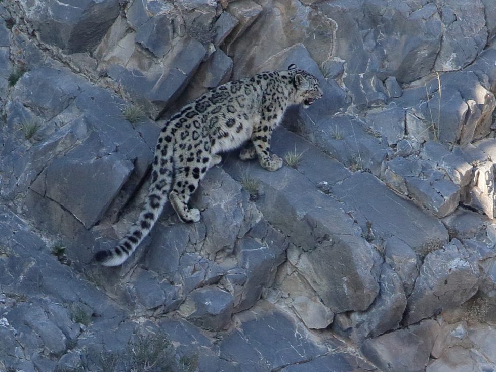 Snow Leopard