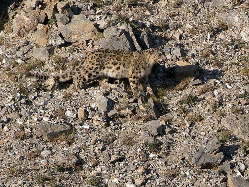 Snow Leopard
