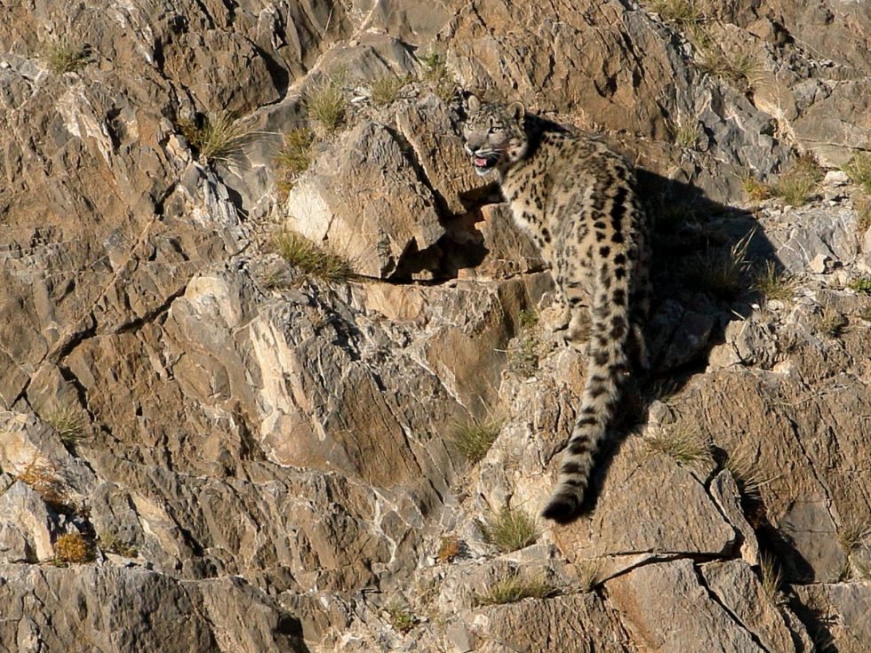 Snow Leopard