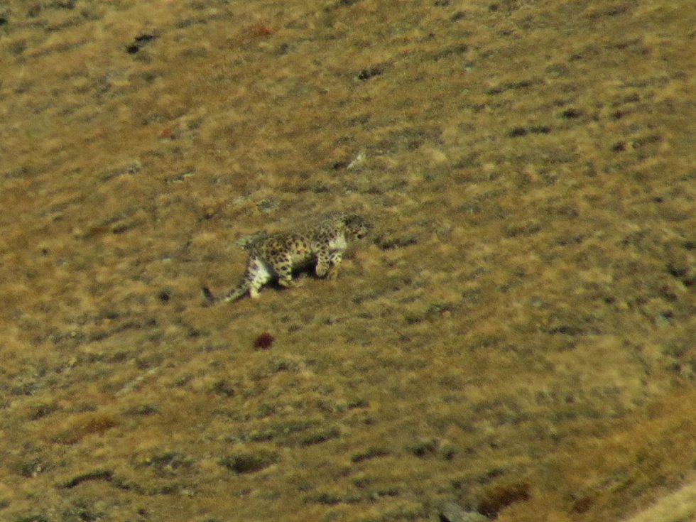 Snow Leopard