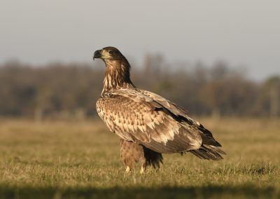 White-tailed Eagle