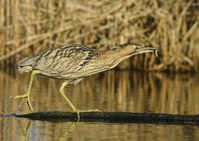 Bittern