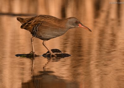Water Rail