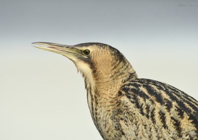 Bittern