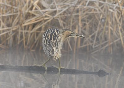 Bittern