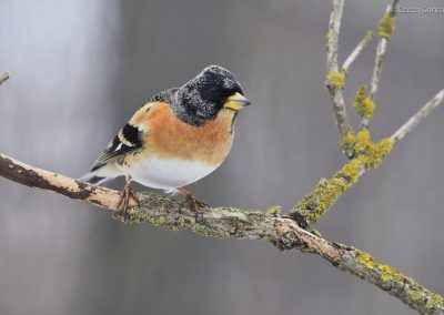 Brambling