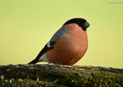 Bullfinch
