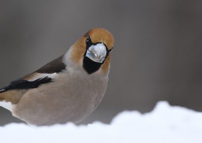 Hawfinch
