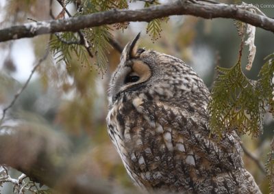 Long-eared Owl