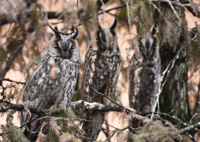 Long-eared Owls
