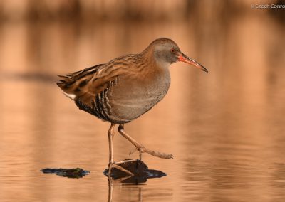 Water Rail
