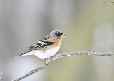Brambling